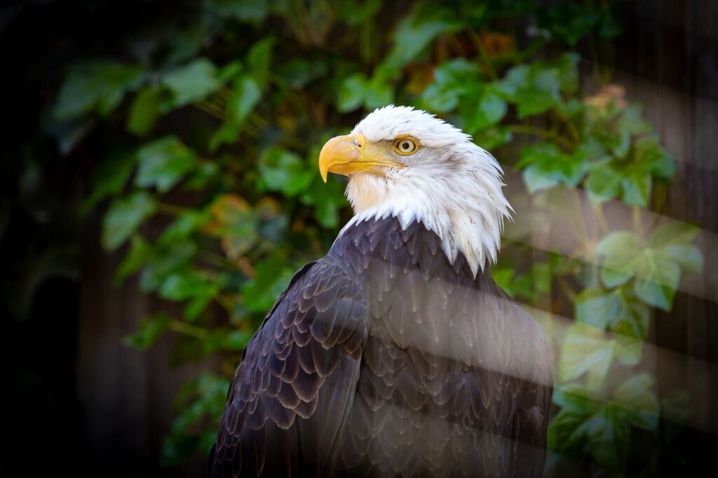 Viele verschiedene Vögel warten darauf, von dir in Szene gesetzt zu werden.