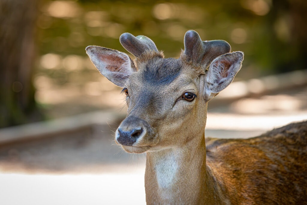 Du entdeckst den Wildpark Poing, während du gleichzeitig lernst, spannende Fotos zu machen.